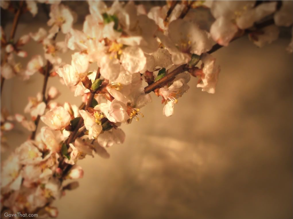 mam for gavethat cherry blossoms in antique apothecary bottles