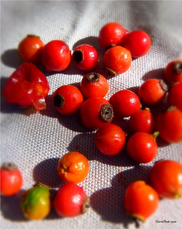 Rose hips picked from the garden this fall