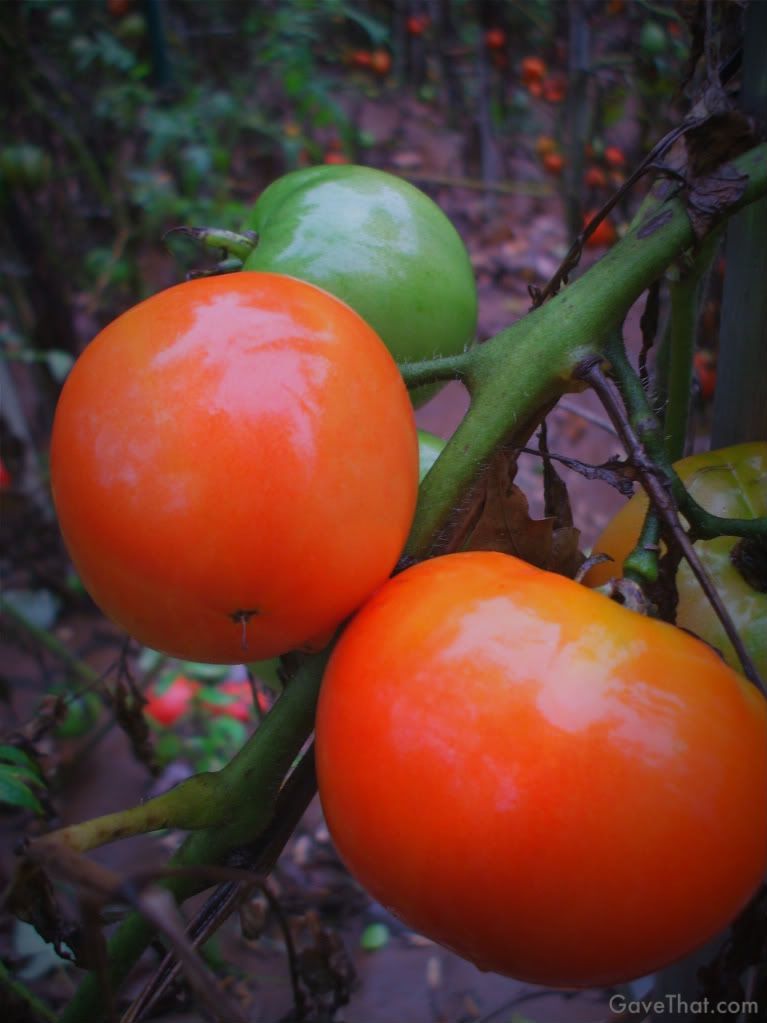 mam for gave that harvesting heirloom tomatoes