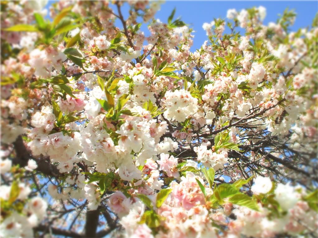 mam for gavethat cherry blossoms