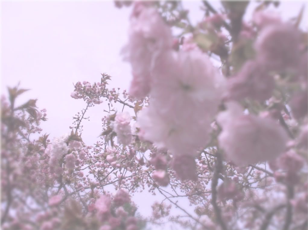 copyright 2010 mam for gavethat cherry blossoms