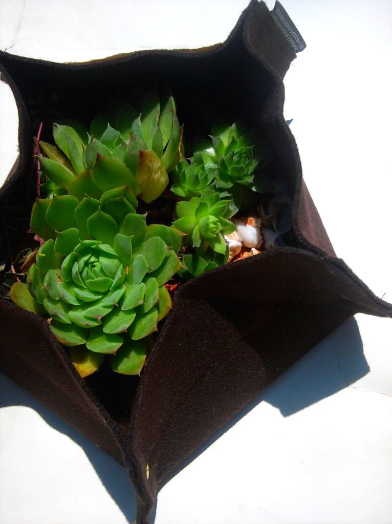 My arrangement of hens chicks succulents in Woolly Pocket
