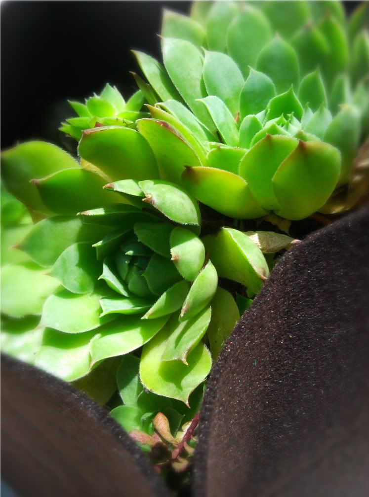 Hens Chicks plants in brown Woolly Pocket Tina Island planter