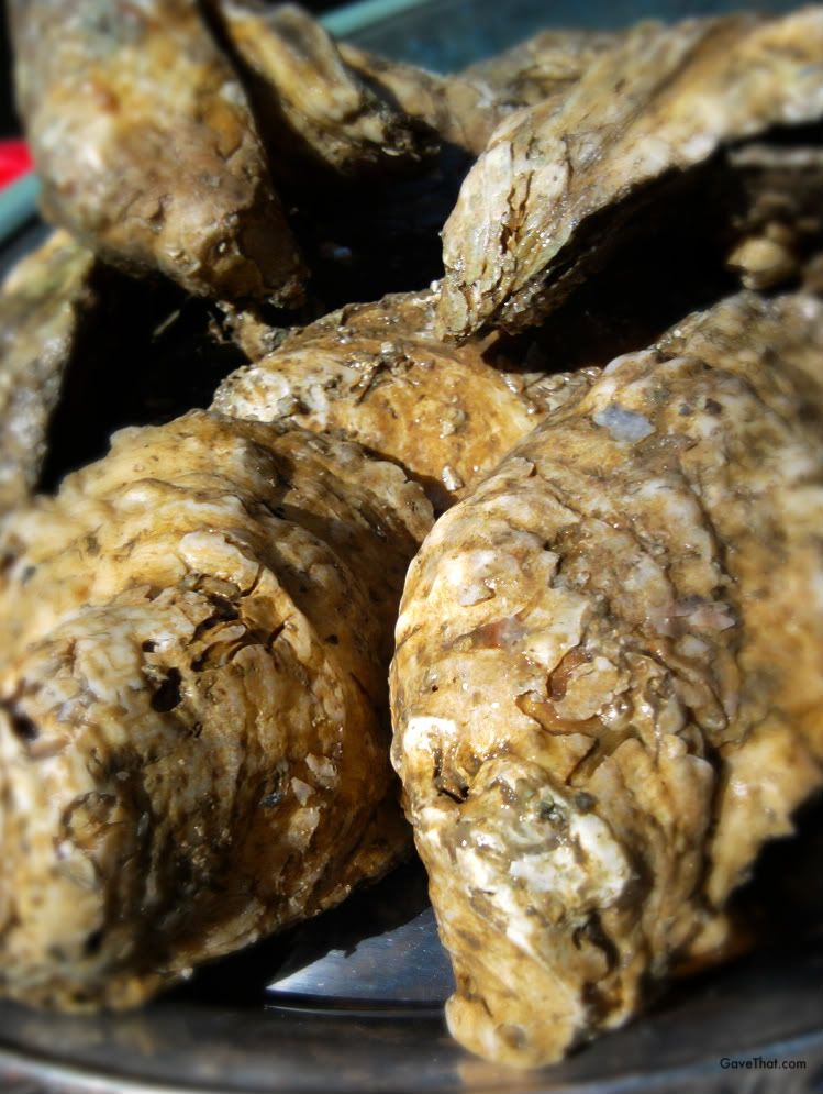 Weekend Oyster Party oysters