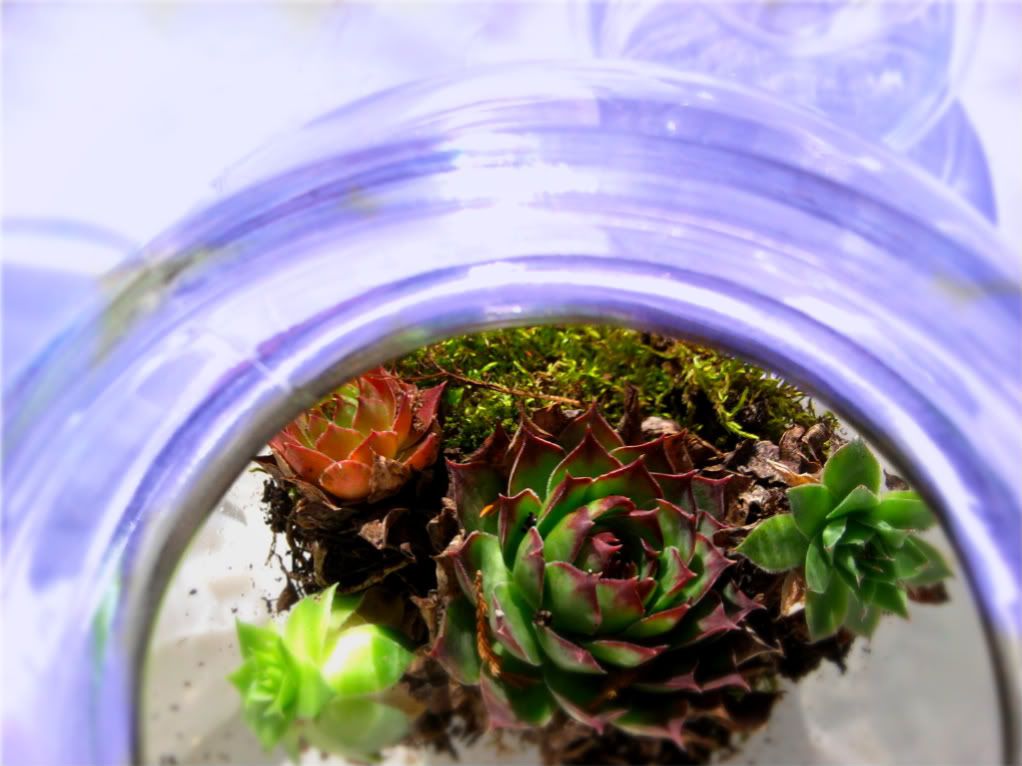 Making your own planted terrariums DIY gift project