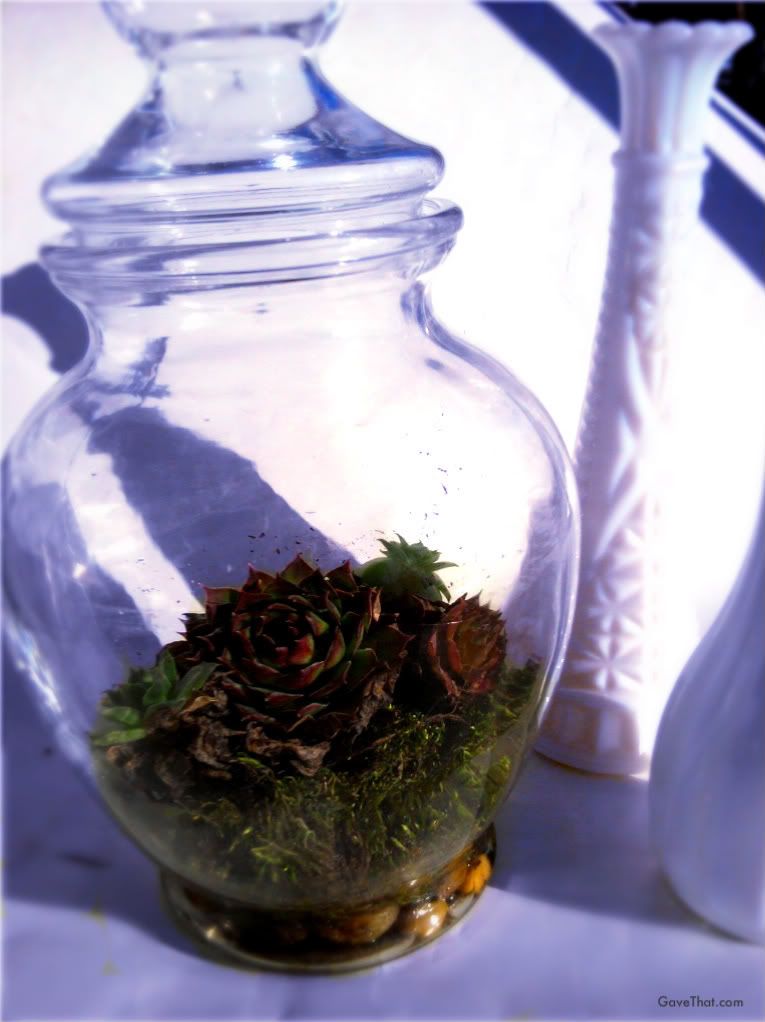 Making your own planted terrariums