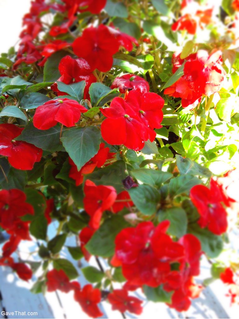 Red impatiens flowers in hanging basket