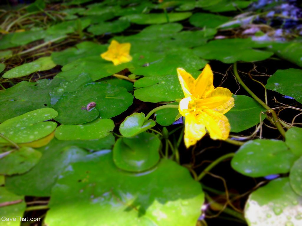 Yellow snowflake flower water lilies in the pond