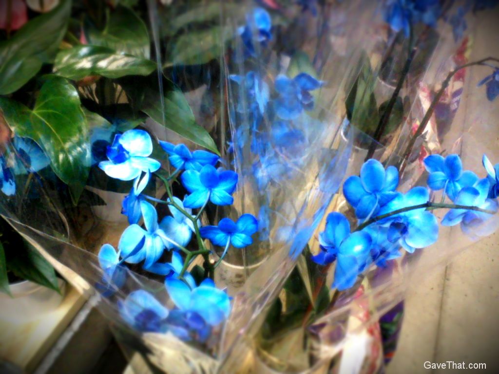 Blue blooming orchids this Summer through Instagram
