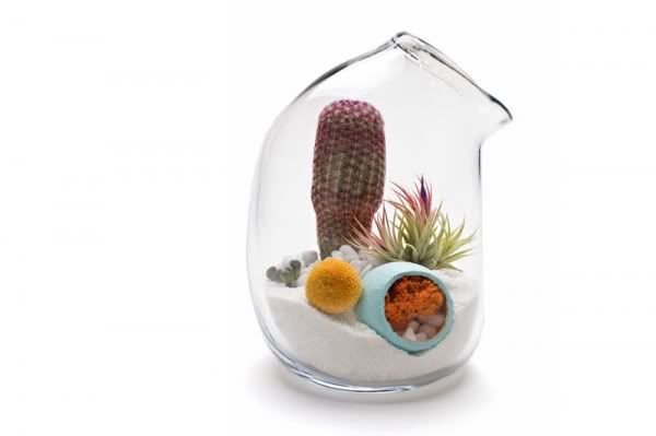 Litill terrarium