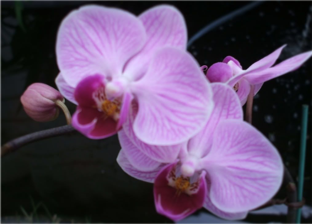 mam for gavethat orchids starting to bloom