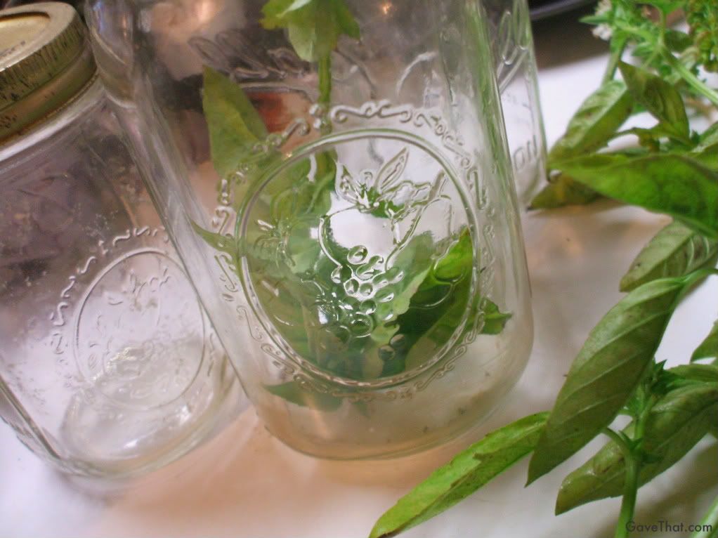mam for gave that basil from the garden in glass mason canning jars