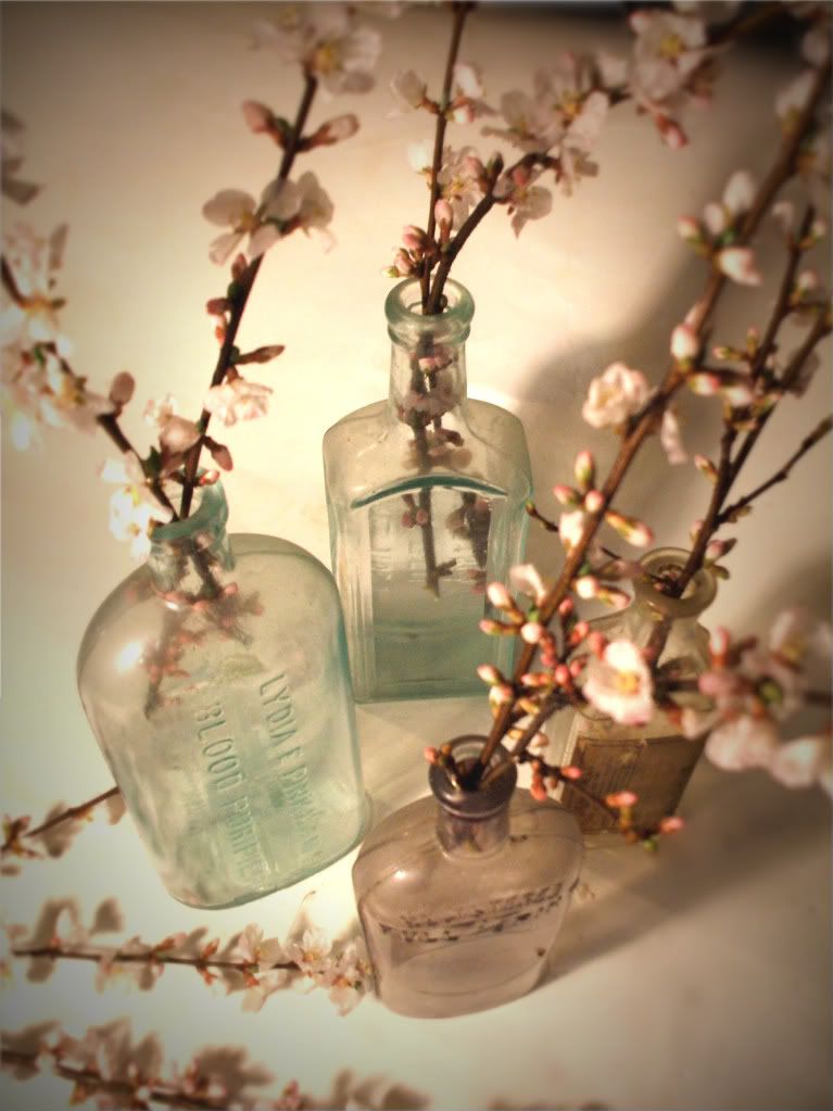 mam for gavethat cherry blossoms in antique apothecary bottles