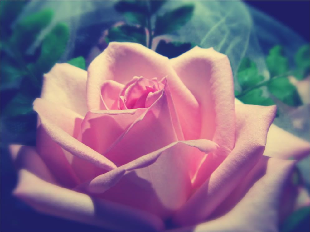 pink rose nosegay
