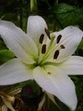Lilium - lilie (lily)