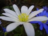 Anemone - sasanka (anemone)