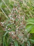 Artemisia - pelyněk (mugwort)
