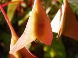 Begonia - begónie (begonia)
