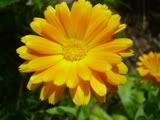 Calendula - měsíček (marigold)