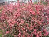 Chaenomeles - kdoulovec (flowering quince)