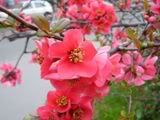 Chaenomeles - kdoulovec (flowering quince)