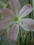 Crinium - křín (trumpet lily)