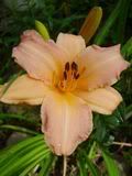 Hemerocallis - denivka (daylily)