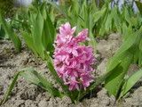 Hyacinthus - hyacint (hyacinth)