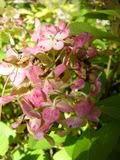 Hydrangea - hortenzie (hortensia)