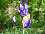 Iris - kosatec (iris)