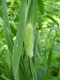 Lagurus - zaječí ocásek (harestail grass)
