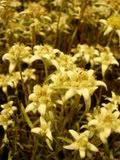 Leontopodium - protěž (edelweiss)