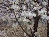 Magnolia - šácholan (magnolia)