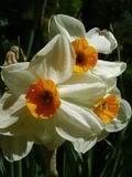 Narcissus - narcis (narcissus)