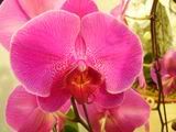 Phalaenopsis - orchidej (phalaenopsis)