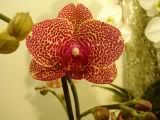 Phalaenopsis - orchidej (phalaenopsis)