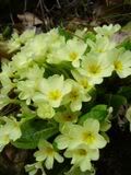 Primula - prvosenka (primrose)