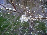 Prunus - trnka (blackthorn)