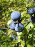 Prunus - trnka (blackthorn)