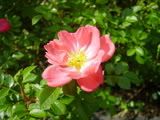 Rosa - růže (rose)