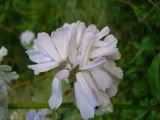 Saponaria - mydlice (soapwort)