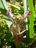 Sarracenia - špirlice (pitcher plant)