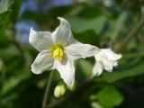 Solanum - lilek (nightshade)