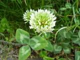 Trifolium - jetel (clover)