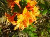 Rhododendron - pěnišník (rhododendron)