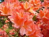Rhododendron - pěnišník (rhododendron)