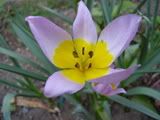 Tulipa - tulipán (tulip)