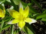 Tulipa - tulipán (tulip)