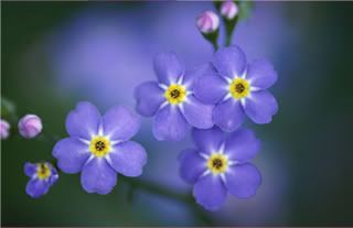 forgetmenots Pictures, Images and Photos