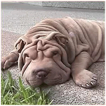 sharpei.gif image by Alfred222